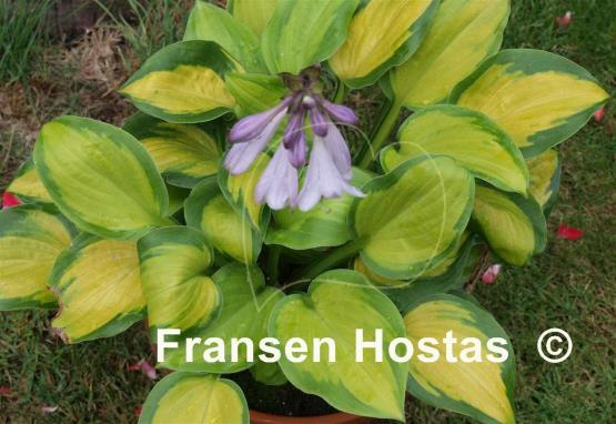 Hosta Heart and Soul